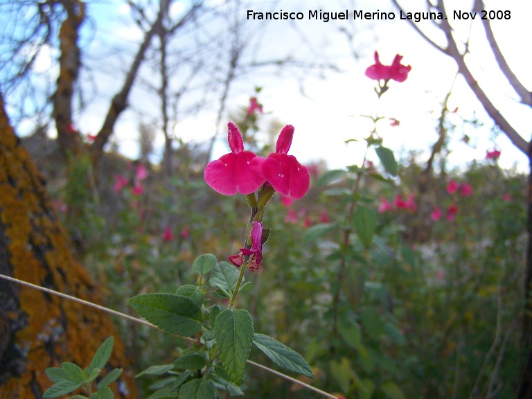 Salvia granadina - Salvia granadina. Alhama de Granada