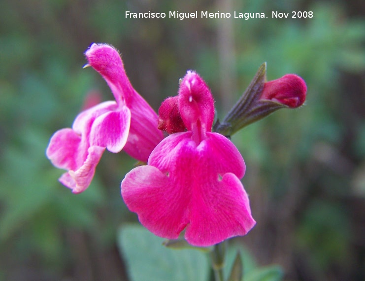 Salvia granadina - Salvia granadina. Alhama de Granada