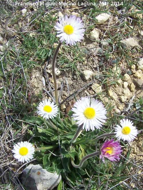 Margarita - Margarita. Cerro de los Ayozos - Montejcar