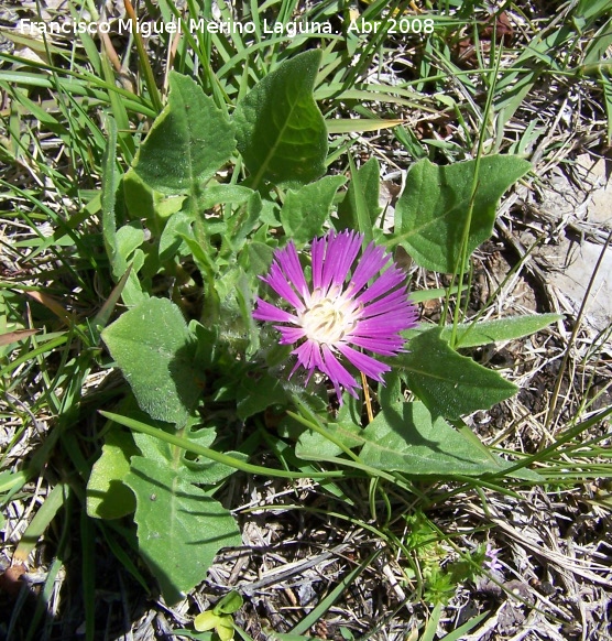 Centaurea pullata - Centaurea pullata. Jan