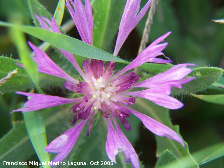 Centaurea pullata - Centaurea pullata. Navas de San Juan