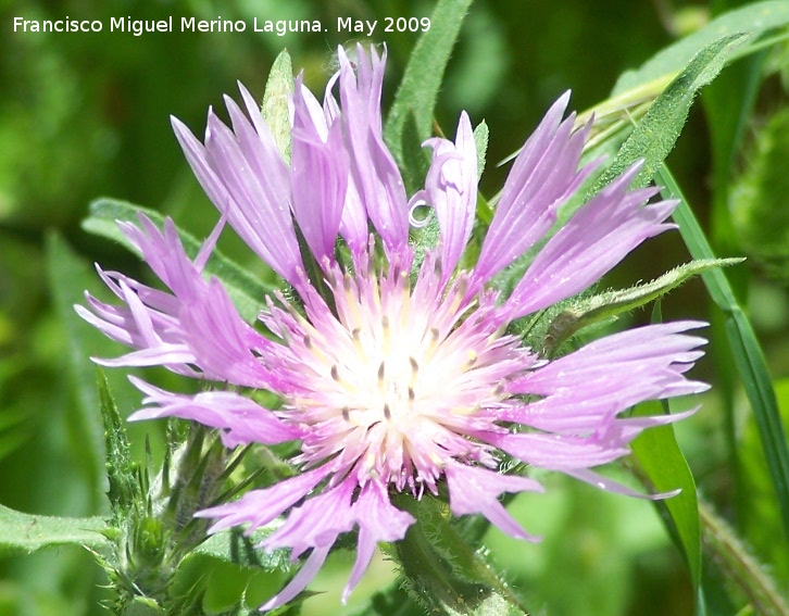 Centaurea pullata - Centaurea pullata. Los Caones. Jan