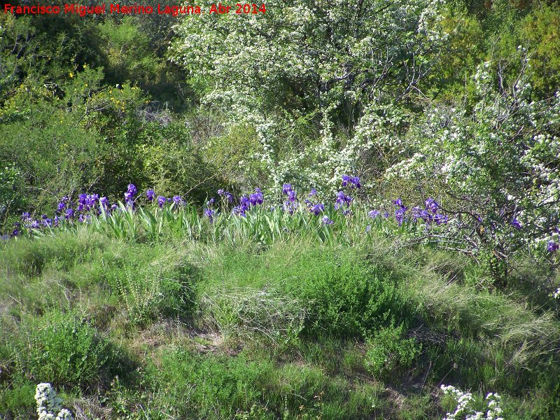 Lirio alemn - Lirio alemn. En estado silvestre en el Cerro Las Yeseras - Navas de San Juan