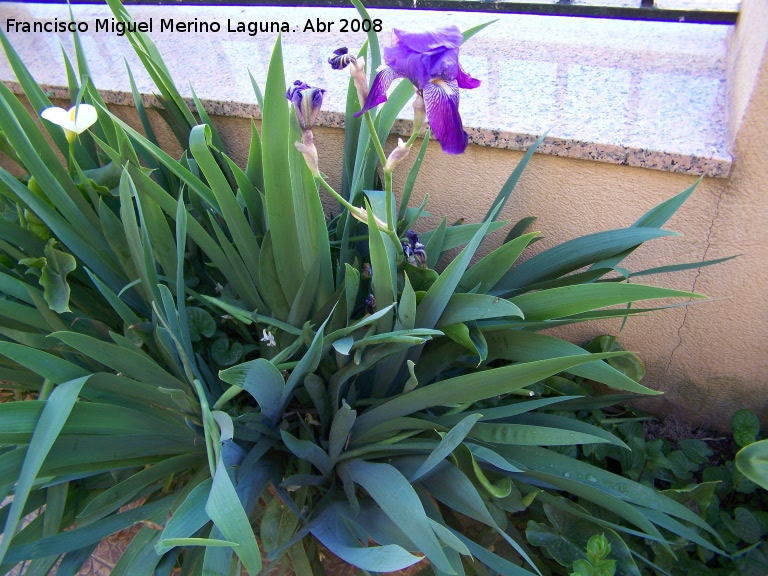 Lirio alemn - Lirio alemn. Navas de San Juan