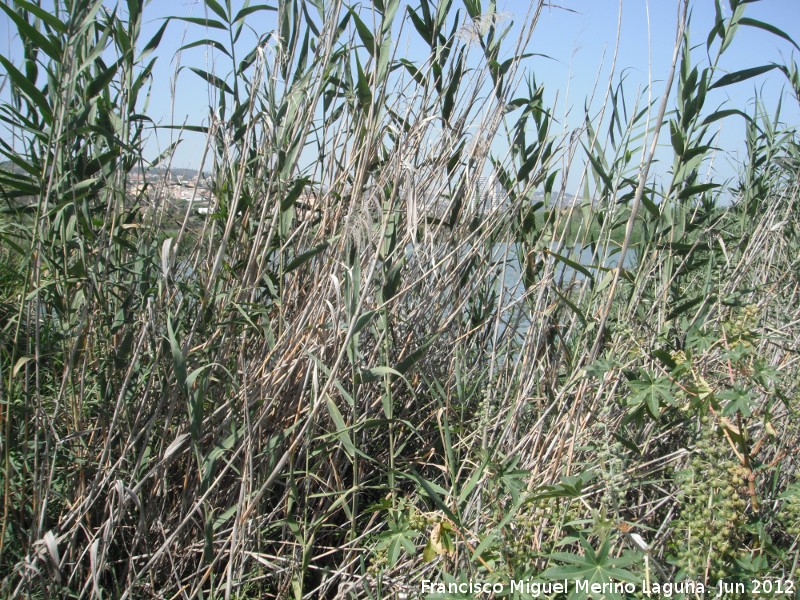 Caa - Caa. Laguna Torreguadiaro - San Roque