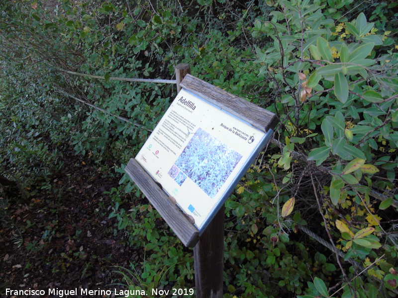 Bosque de la Baizuela - Bosque de la Baizuela. Cartel