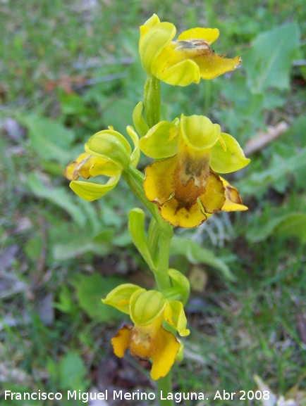 Orqudea amarilla - Orqudea amarilla. Jan