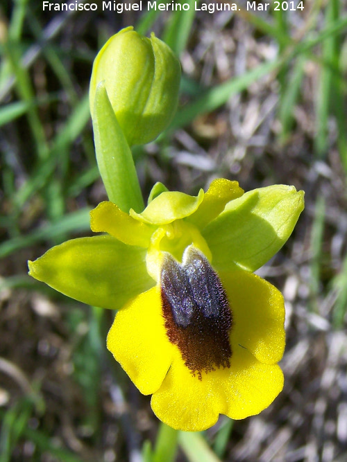 Orqudea amarilla - Orqudea amarilla. Bobadilla - Alcaudete