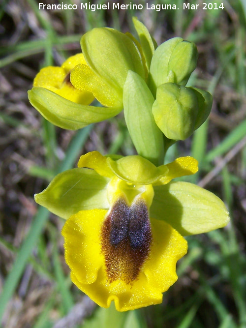 Orqudea amarilla - Orqudea amarilla. Bobadilla - Alcaudete