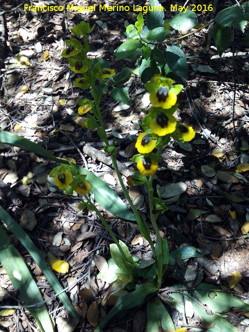 Orqudea amarilla - Orqudea amarilla. La Estrella - Navas de San Juan