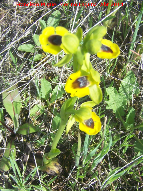 Orqudea amarilla - Orqudea amarilla. Las Yeseras - Navas de San Juan