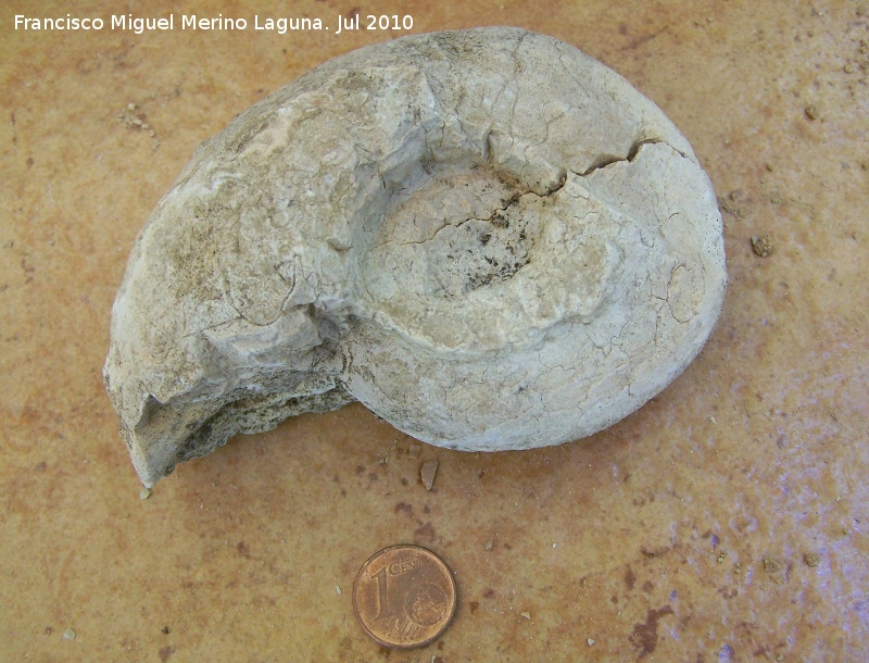 Ammonites Pachydiscus - Ammonites Pachydiscus. Arroyo Padilla - Jan