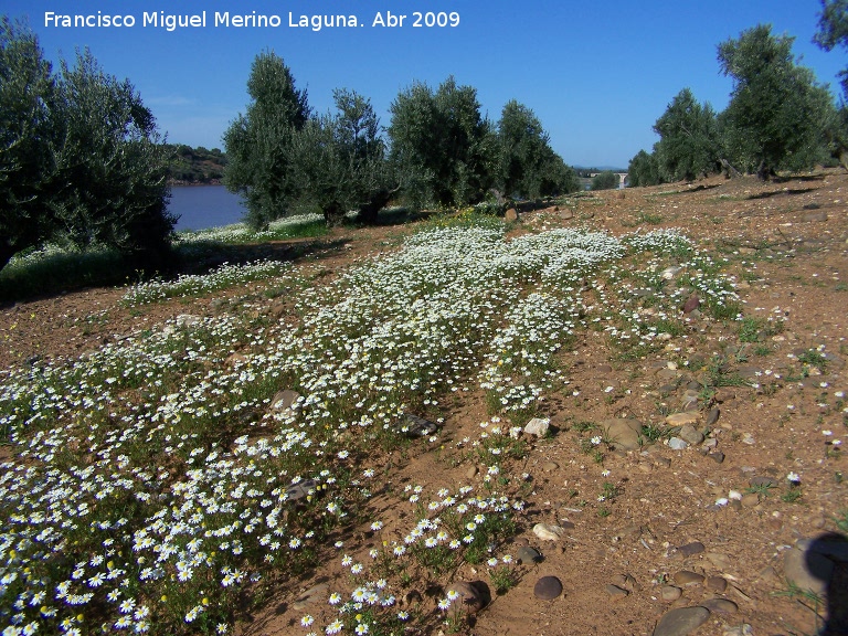 Manzanilla bastarda - Manzanilla bastarda. Arquillos