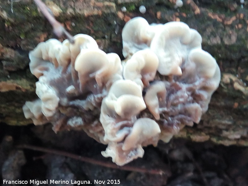 Falsa tremella - Falsa tremella. Molino del Rincn - Mengbar