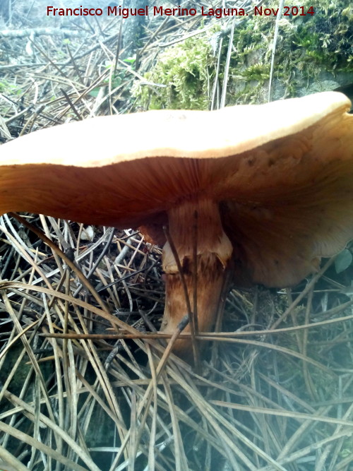 Armillaria de pie bulboso - Armillaria de pie bulboso. El Vaquerizo - Castellar