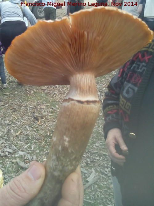 Armillaria de pie bulboso - Armillaria de pie bulboso. El Vaquerizo - Castellar