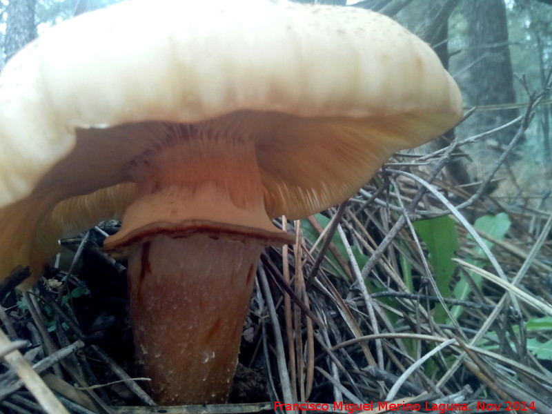 Armillaria de pie bulboso - Armillaria de pie bulboso. El Vaquerizo - Castellar