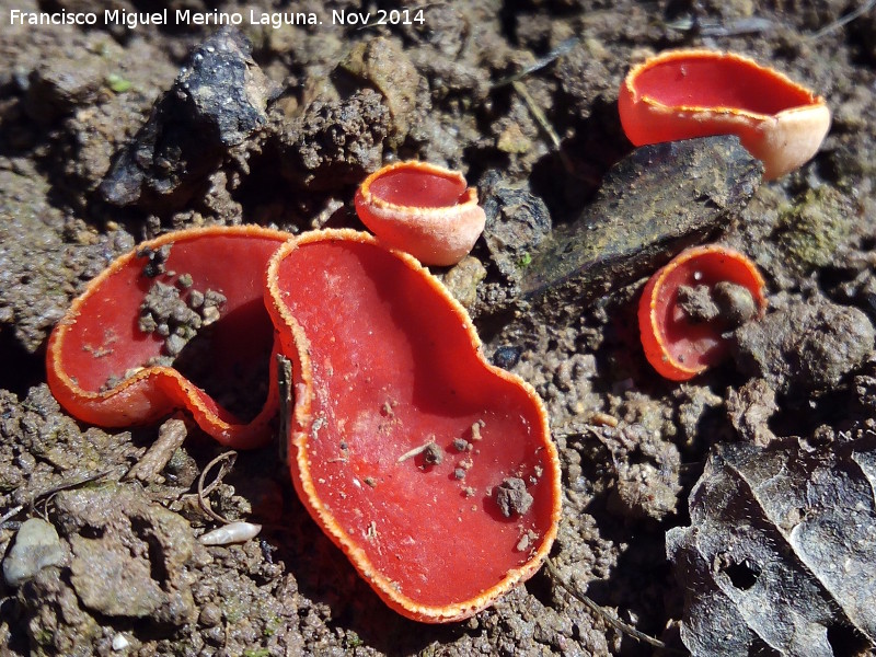 Copica escarlata - Copica escarlata. Las Chorreras - Valdepeas de Jan