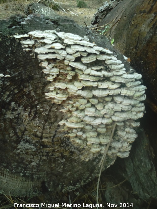 Trametes pubescens - Trametes pubescens. El Vaquerizo - Castellar