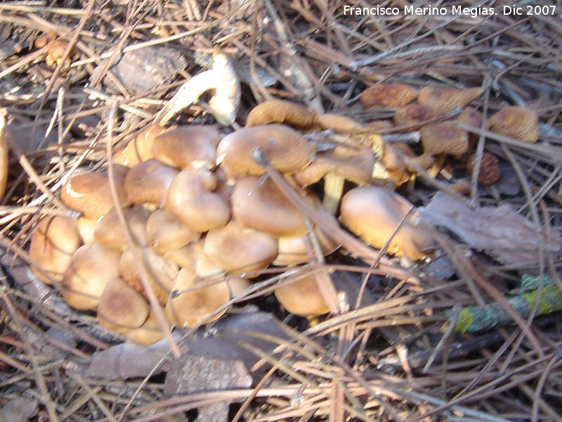 Armillaria sin anillo - Armillaria sin anillo. 