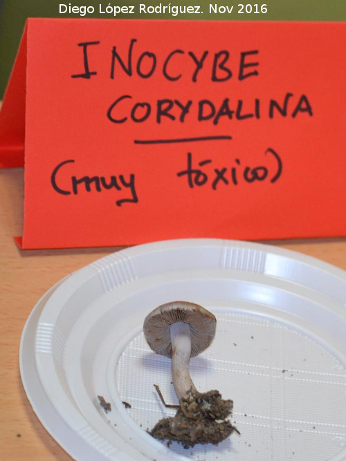 Inocybe corydalina - Inocybe corydalina. Navas de San Juan