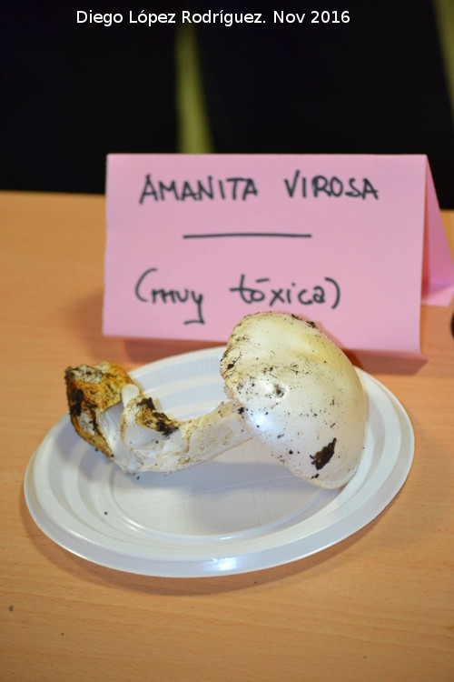 Amanita maloliente - Amanita maloliente. Navas de San Juan