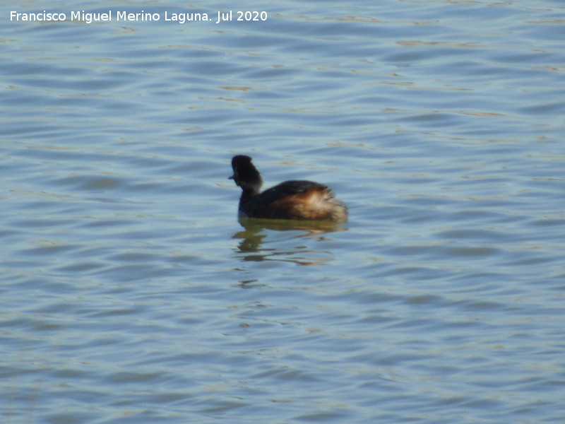 P�jaro Zampull�n cuellinegro - P�jaro Zampull�n cuellinegro. Laguna Dulce - Campillos