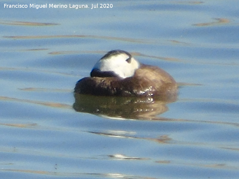 P�jaro Mavas�a cabeciblanca - P�jaro Mavas�a cabeciblanca. Laguna Dulce - Campillos