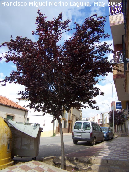 Ciruelo rojo - Ciruelo rojo. Navas de San Juan