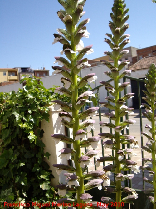 Acanto - Acanto. Navas de San Juan