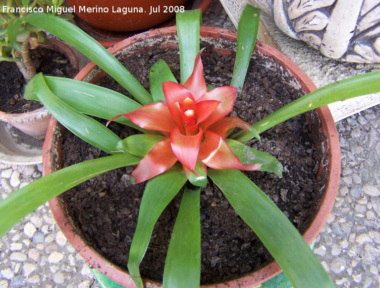 Guzmania estrella escarlata - Guzmania estrella escarlata. Navas de San Juan