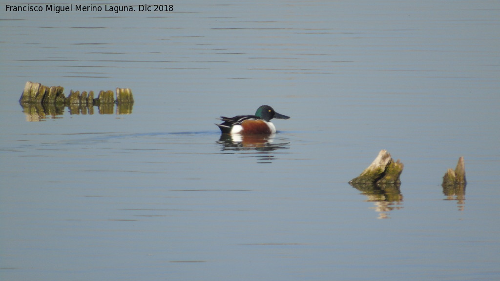 Pjaro Pato Cuchara - Pjaro Pato Cuchara. Tablas de Daimiel