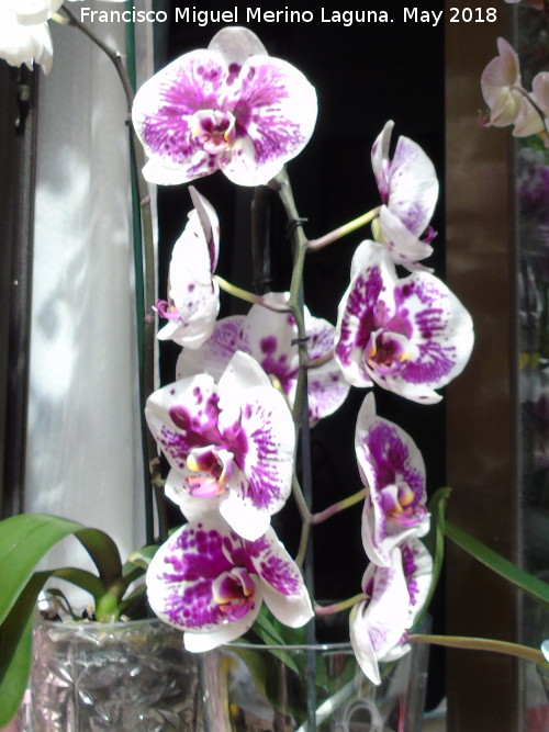 Orqudea barco - Orqudea barco. Patio de Crdoba