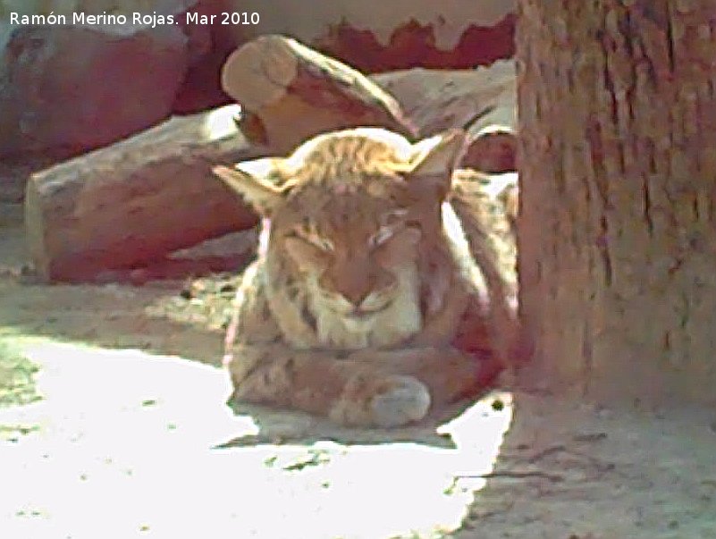 Lince boreal - Lince boreal. Crdoba