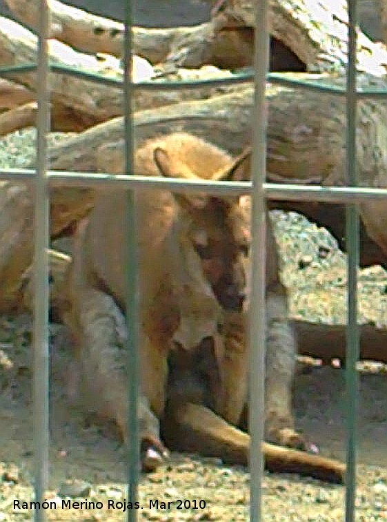 Wallaby de Bennet - Wallaby de Bennet. Crdoba