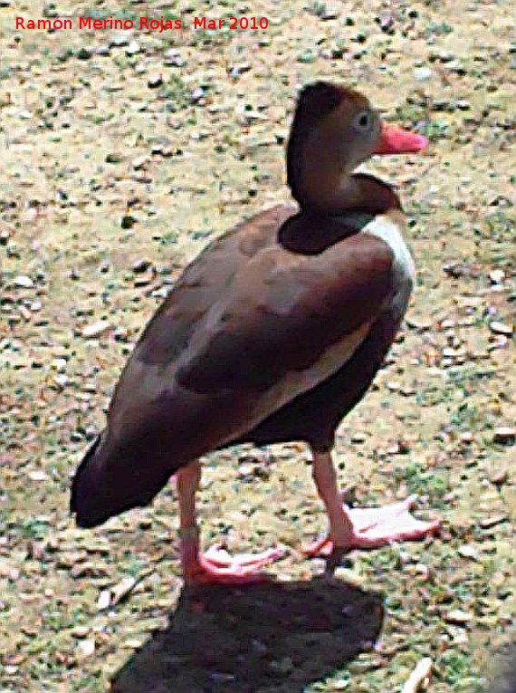 Pjaro Yaguasa de pico rojo - Pjaro Yaguasa de pico rojo. Crdoba