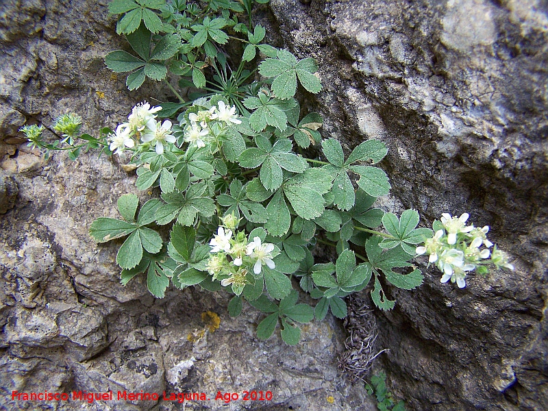 Cincoenrama de roca - Cincoenrama de roca. Paso de Gontar - Santiago Pontones