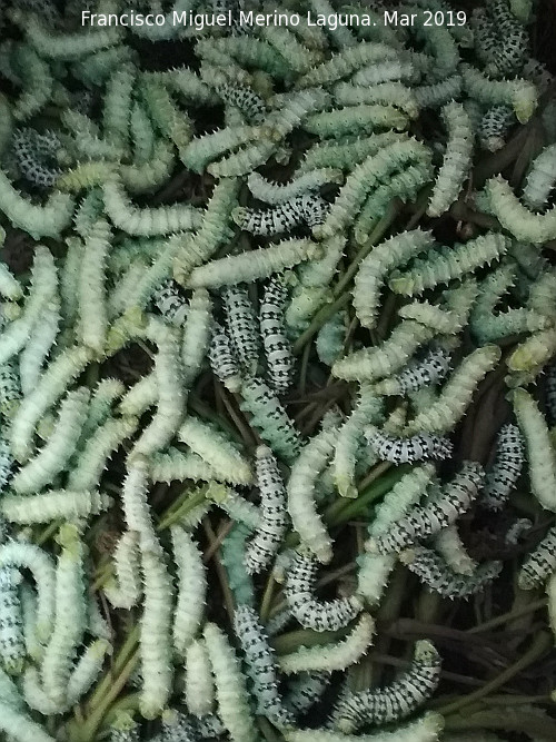 Mariposa de Seda del Ailanto - Mariposa de Seda del Ailanto. Larvas. Navas de San Juan