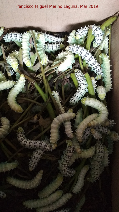 Mariposa de Seda del Ailanto - Mariposa de Seda del Ailanto. Larvas. Navas de San Juan