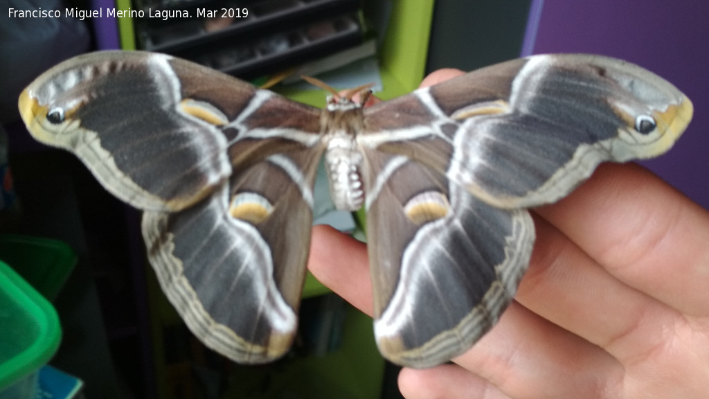 Mariposa de Seda del Ailanto - Mariposa de Seda del Ailanto. Navas de San Juan