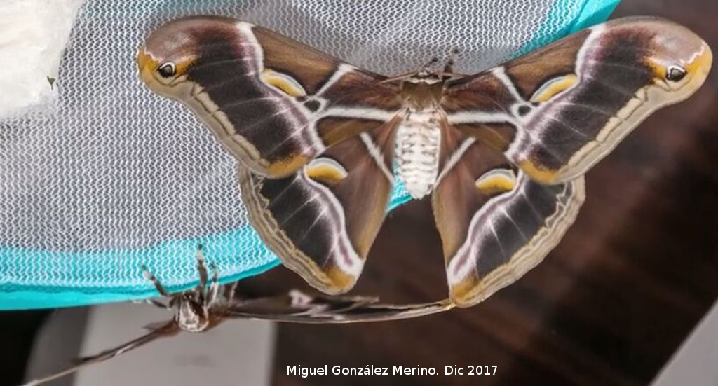 Mariposa de Seda del Ailanto - Mariposa de Seda del Ailanto. Navas de San Juan