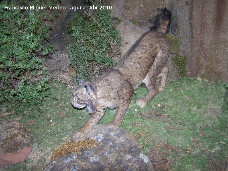 Lince ibrico - Lince ibrico. 