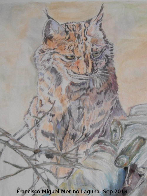 Lince ibrico - Lince ibrico. Dibujo de Isabel Laguna Lpez