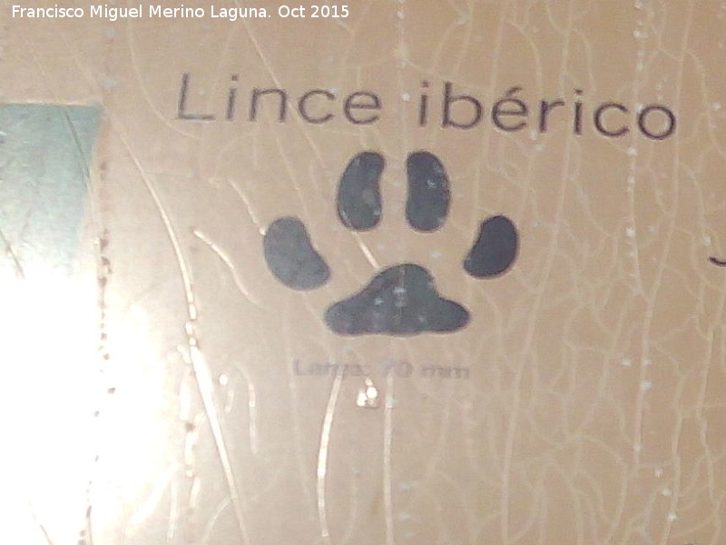 Lince ibrico - Lince ibrico. Huella