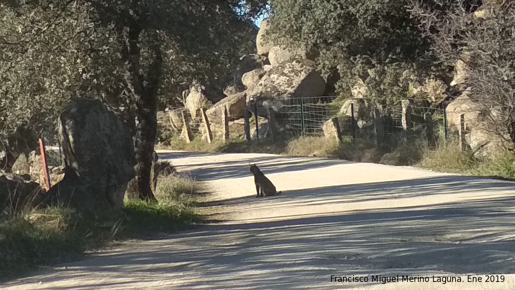 Lince ibrico - Lince ibrico. Zarzalejo - Andjar