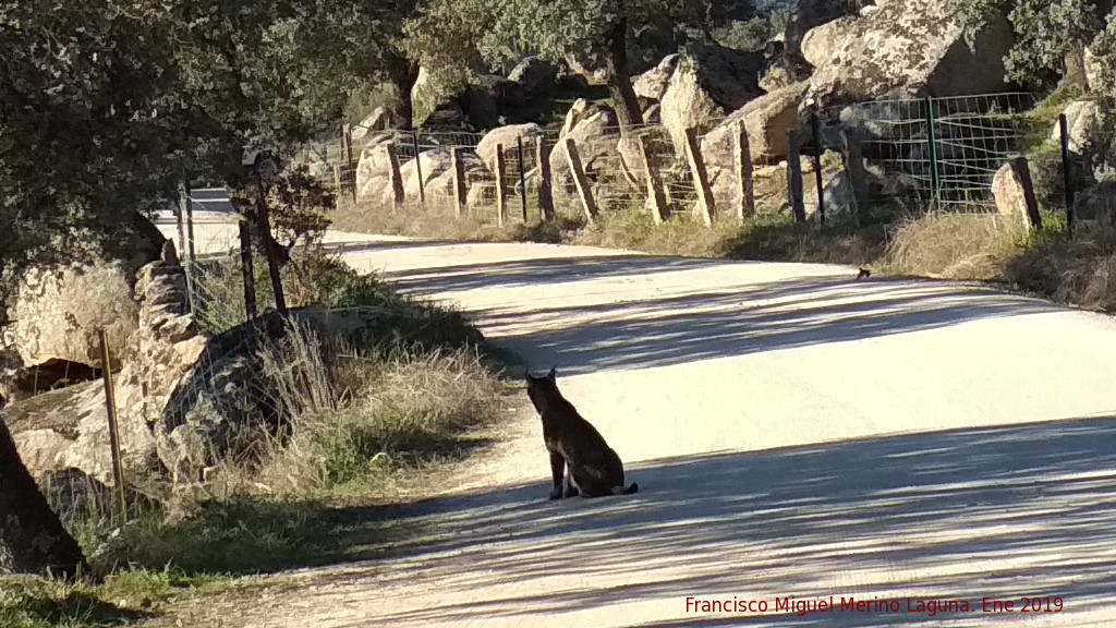 Lince ibrico - Lince ibrico. Zarzalejo - Andjar