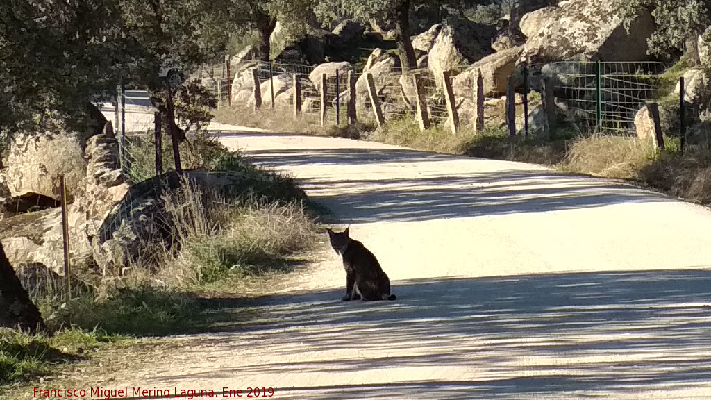 Lince ibrico - Lince ibrico. Zarzalejo - Andjar