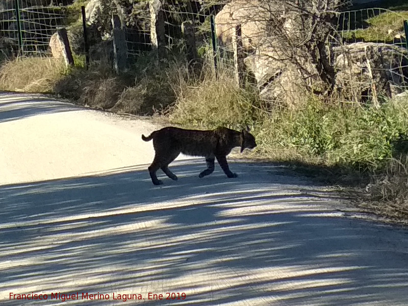 Lince ibrico - Lince ibrico. Zarzalejo - Andjar