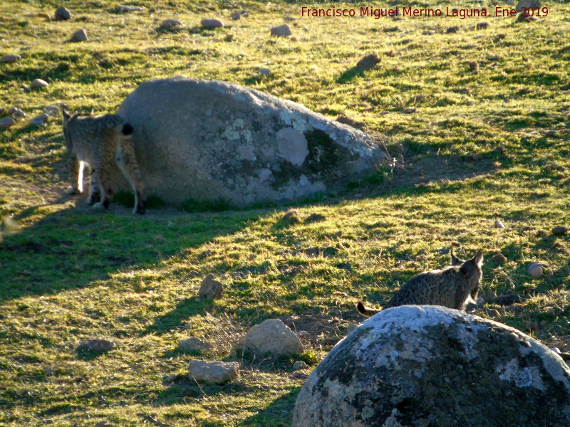 Lince ibrico - Lince ibrico. Zarzalejo - Andjar