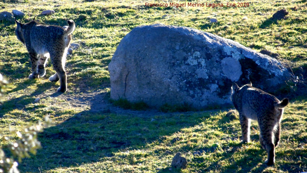 Lince ibrico - Lince ibrico. Zarzalejo - Andjar